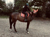 Super safe hunts horse / riding school dream