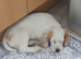 Gorgeous lemon boy KC Reg