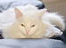 Turkish angora cross kittens