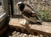 Fancy pigeons