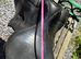 Antill GP/Jumping saddle. Medium fit, 17.5&rdquo; seat