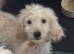 Health clear vax and chipped puppies ready now