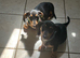 Adorable Miniature Dachsund puppies.