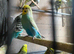 Young budgies,price varies