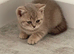 2 lilac ticked tabby and 1 lilac GCCF British shorthair female kittens