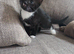 Black and White kitten