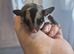 3 sugar glider joeys ONLY MALE LEFT