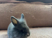 Lionhead babies