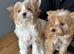 Teacup Yorkshire terrier