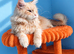 Beautiful Cream Maine Coon Girl - 3 Years Old