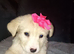 Stunning girl for sale