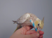 Hand reread silly tame DNA sexed baby cockatiels