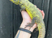 Moroccan Uromastyx babies