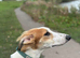 Saluki x Greyhound for Adoption