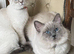 Beautiful Ragdoll Kittens
