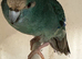 4 female & 1 male Kakariki parrots available they are £80 each will not take any less than asking price