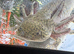 Axolotl