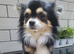 Beautiful 2-Year-Old Tricolour Chihuahua Male - Loving Home Wanted