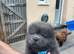 Chow pups ready now papers to hand !!