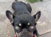 Female French bulldog