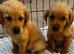 Labour puppys