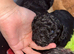 Lhasapoo puppies