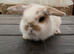 2 mini lop males
