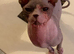 Outstanding Canadian Sphynx Male Available