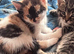 Kittens ready now