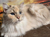 Beautiful TICA registered Ragdoll Kittens