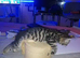 Female kitten