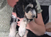 READY NOW - 1 Gorgeous Female Cockapoo Puppy Remaining