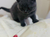 Beautiful Blue British Shorthair Kitten - Gorgeous Round Face