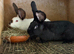 Rabbit