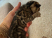 Stunning TICA registered Bengals