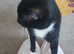 Male cat