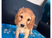 4 cockapoo puppies for rehoming