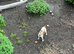 jack Russel girl