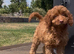 Cute and cuddly F1 Cockapoo girls ready now!