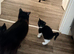 Stunning kittens one male one female