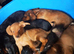 Jackhound Puppies