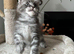 Tica registered Maine Coon boy