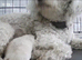 Min poodle x golden retriever