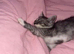 British short hair cross