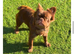 Chocolate fluffy french bulldog for sale