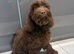 Beautiful F1 cockapoo`s needing there forever