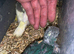 Baby&rsquo;s being hand reared