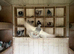 Pigeons