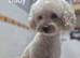 Toy poochon **last girl left**
