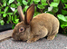 Mini Rex